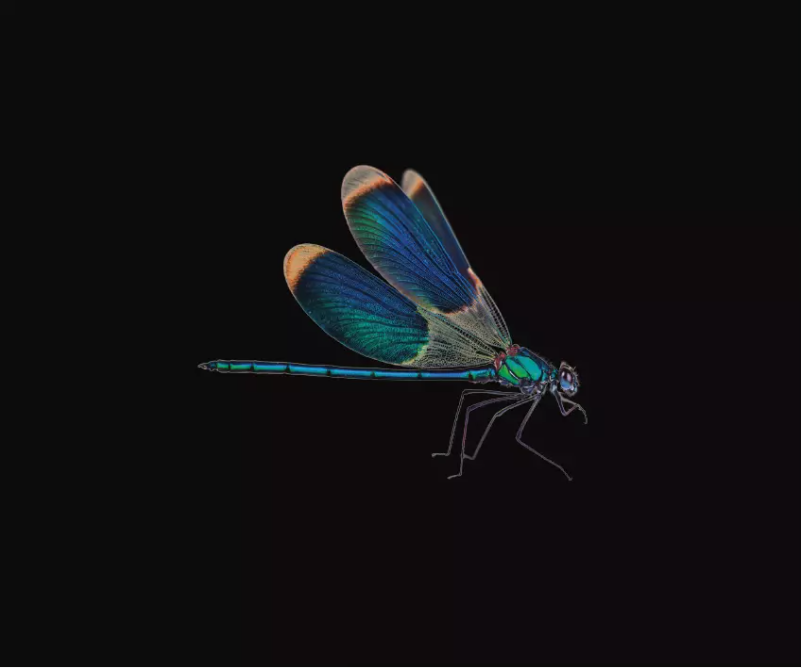 Página 1 del manual Manual de usuario AudioQuest DragonFly Black v1.5