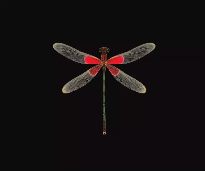 Página 1 del manual Manual de usuario AudioQuest DragonFly Red v1.0